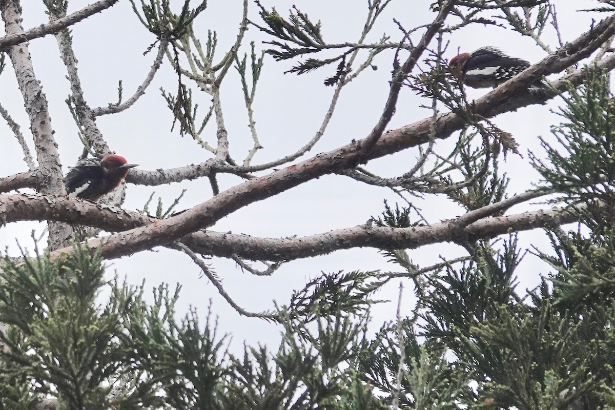 Red-breasted Sapsucker - ML624198481