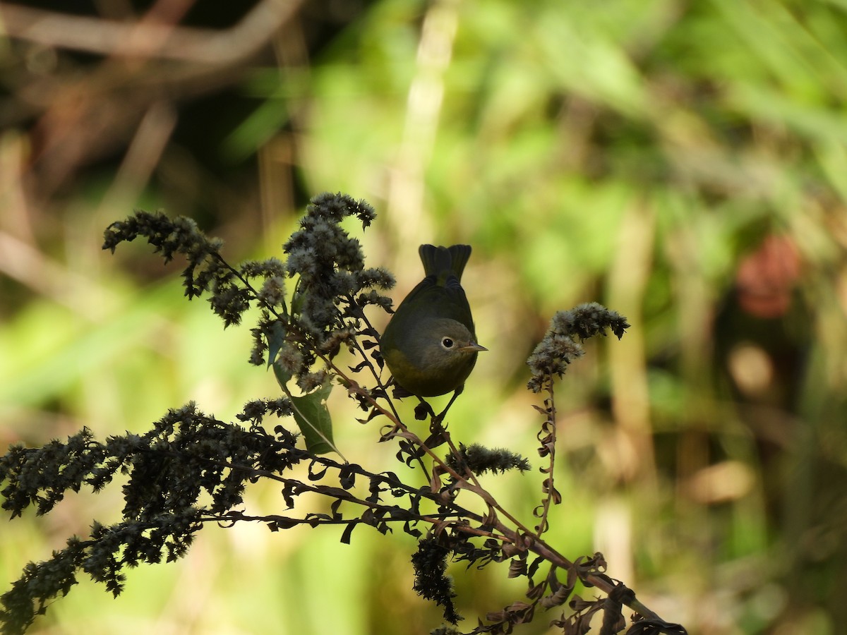 Nashville Warbler - ML624198489