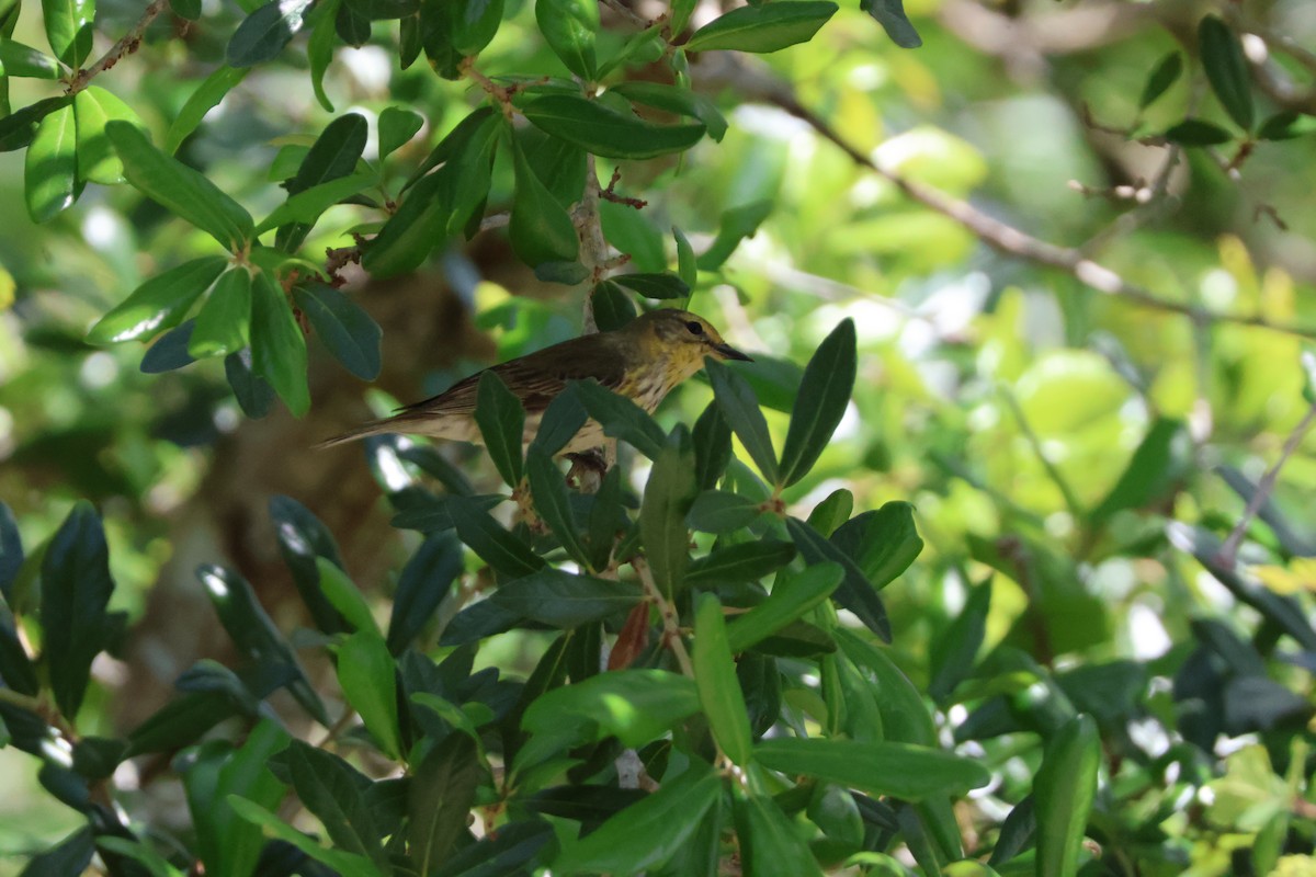 Cape May Warbler - ML624198491