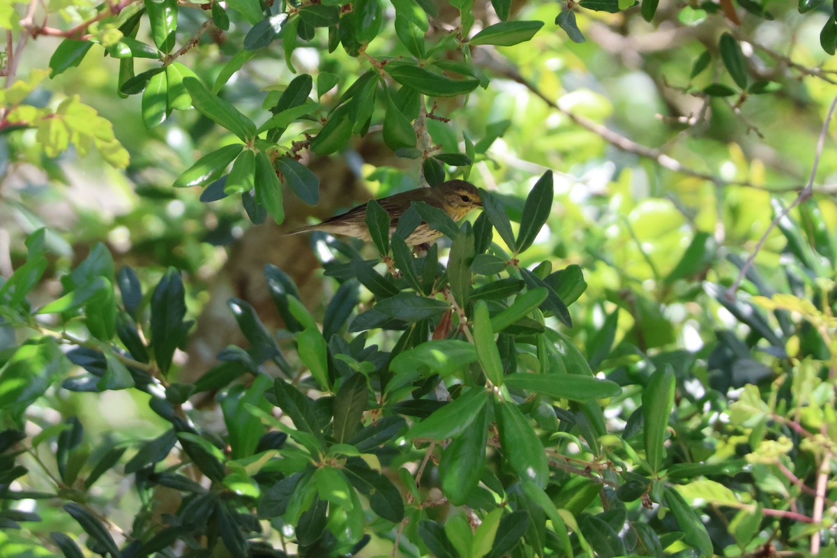 Cape May Warbler - ML624198492