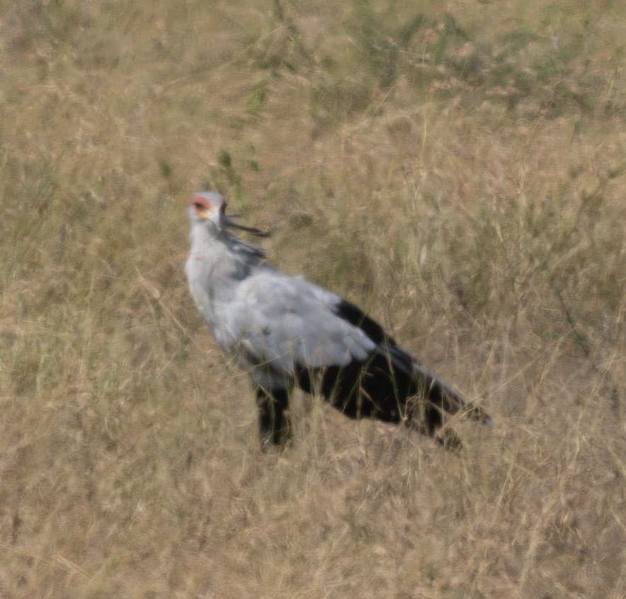 Secretarybird - ML624198493