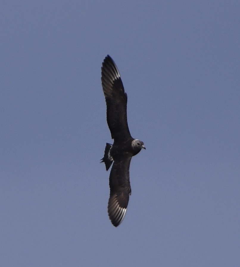 Parasitic Jaeger - ML624198494