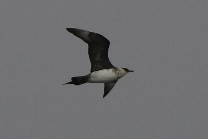 Parasitic Jaeger - ML624198495