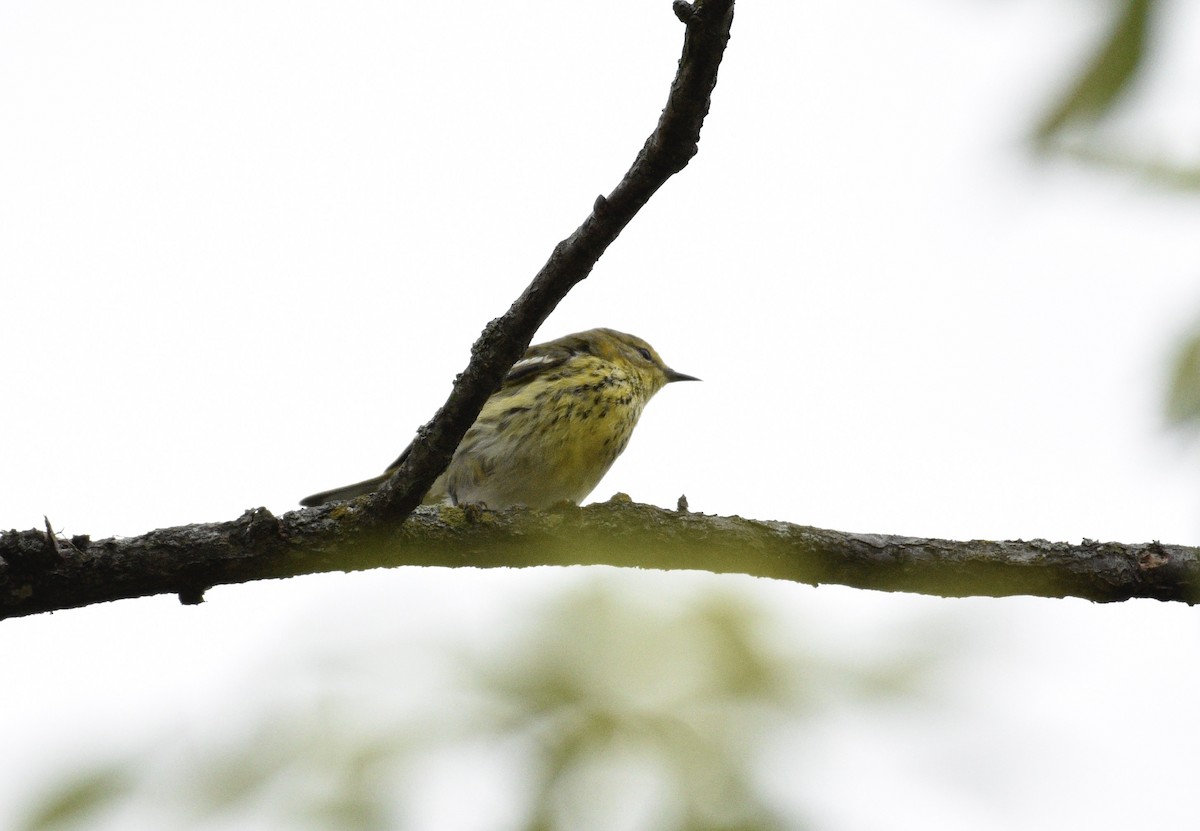 Cape May Warbler - ML624198497