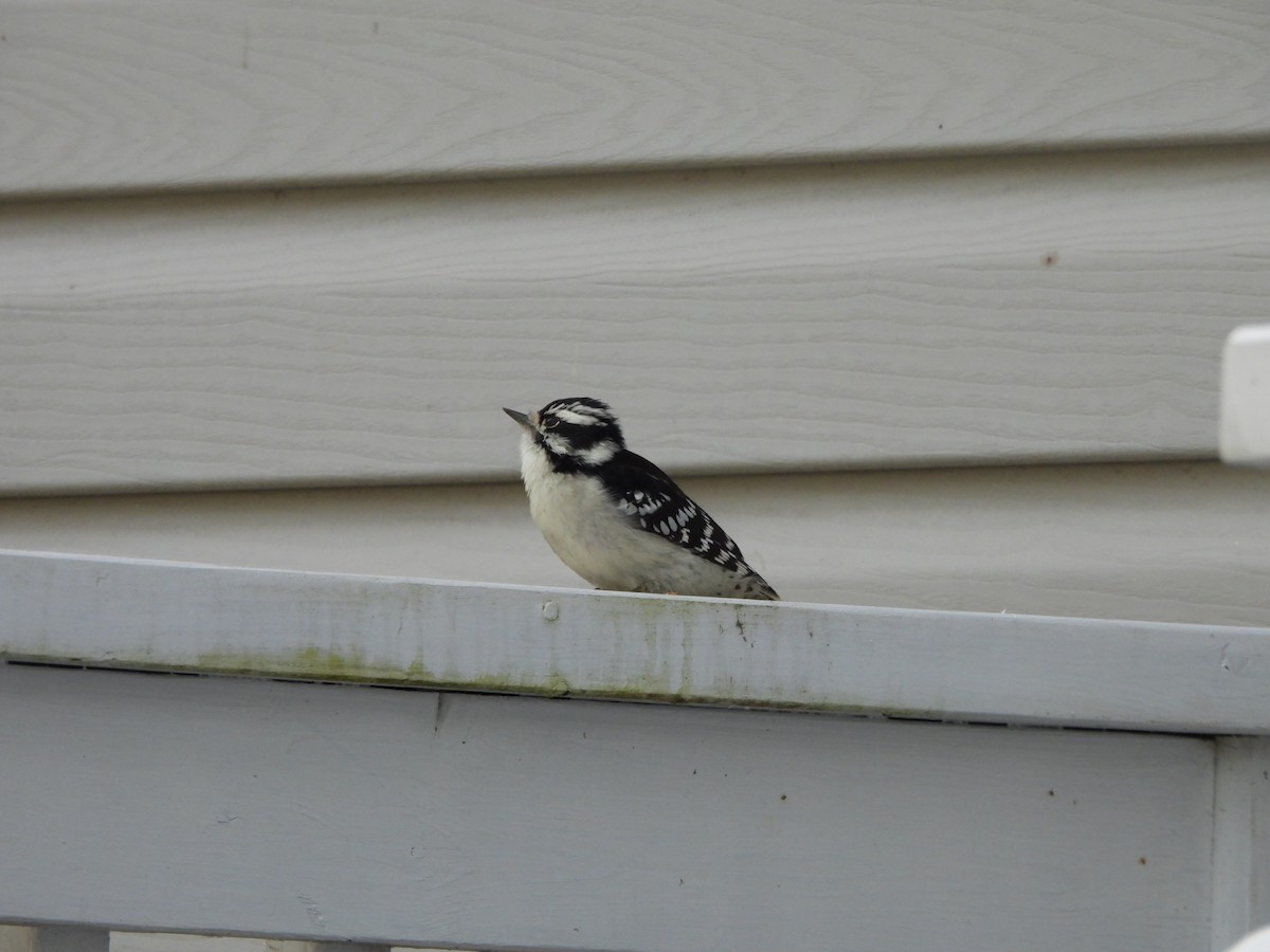 Downy Woodpecker - ML624198498