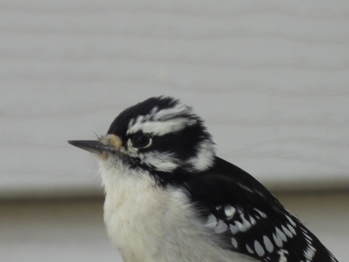 Downy Woodpecker - ML624198499