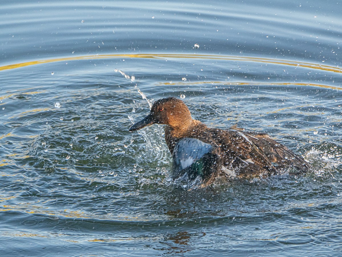 Cinnamon Teal - ML624198503