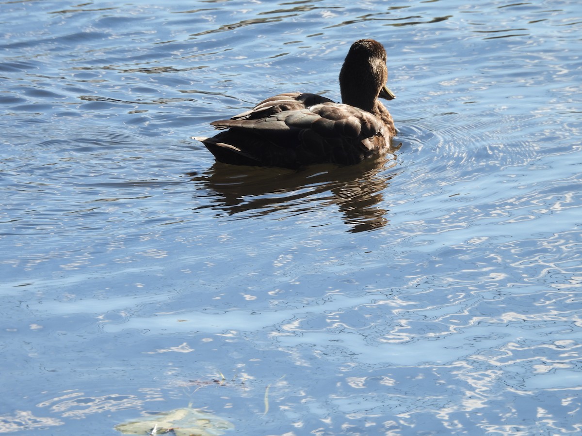 American Black Duck - ML624198513