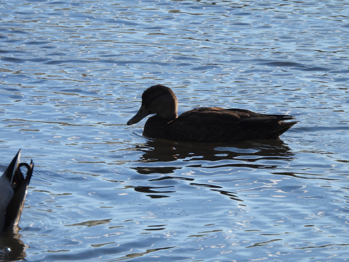 American Black Duck - ML624198514