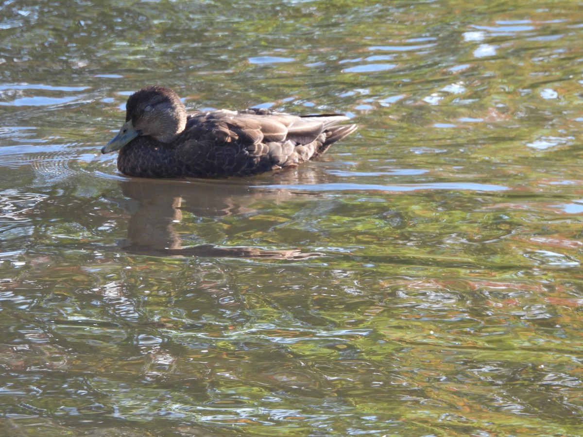 American Black Duck - ML624198515