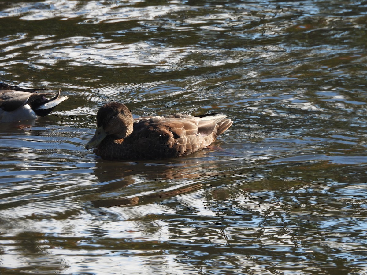 American Black Duck - ML624198516