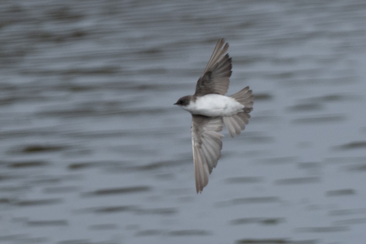 Tree Swallow - ML624198526