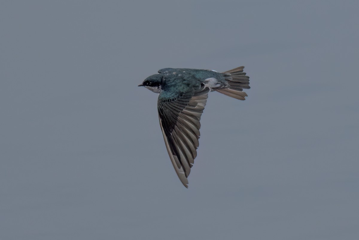 Tree Swallow - ML624198527