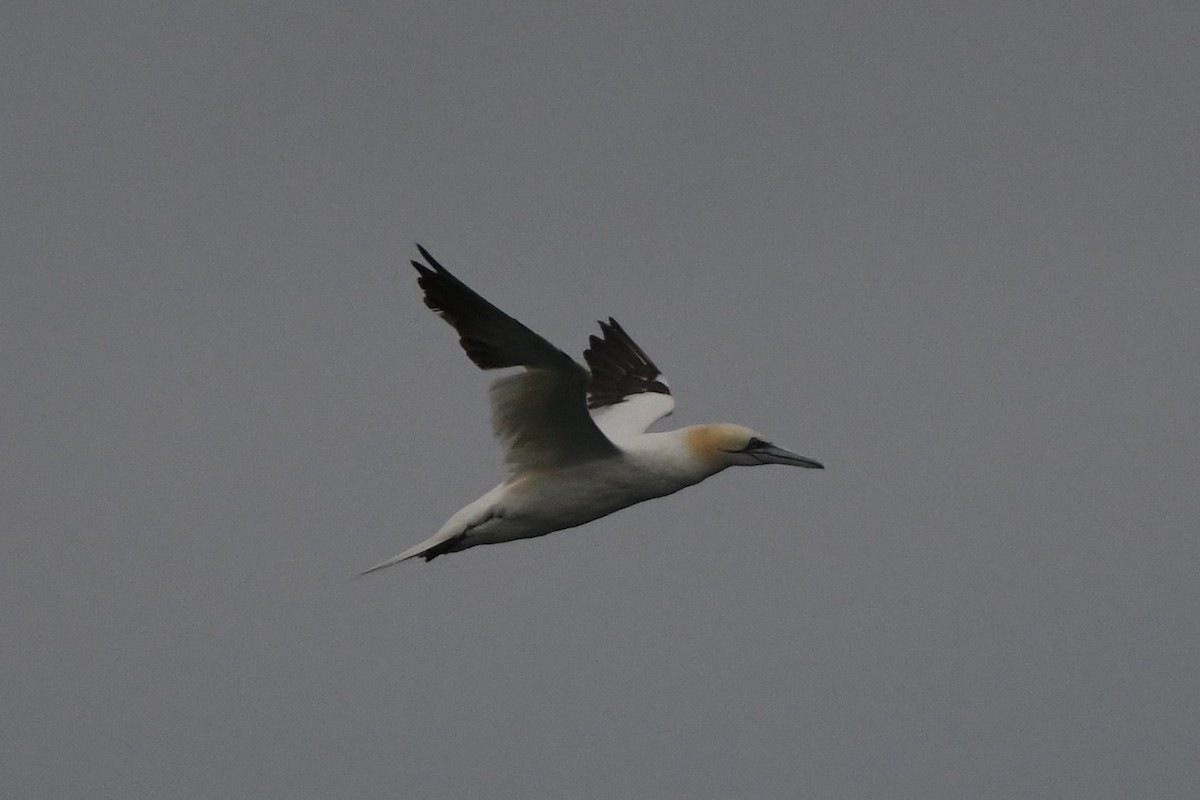 Northern Gannet - ML624198536