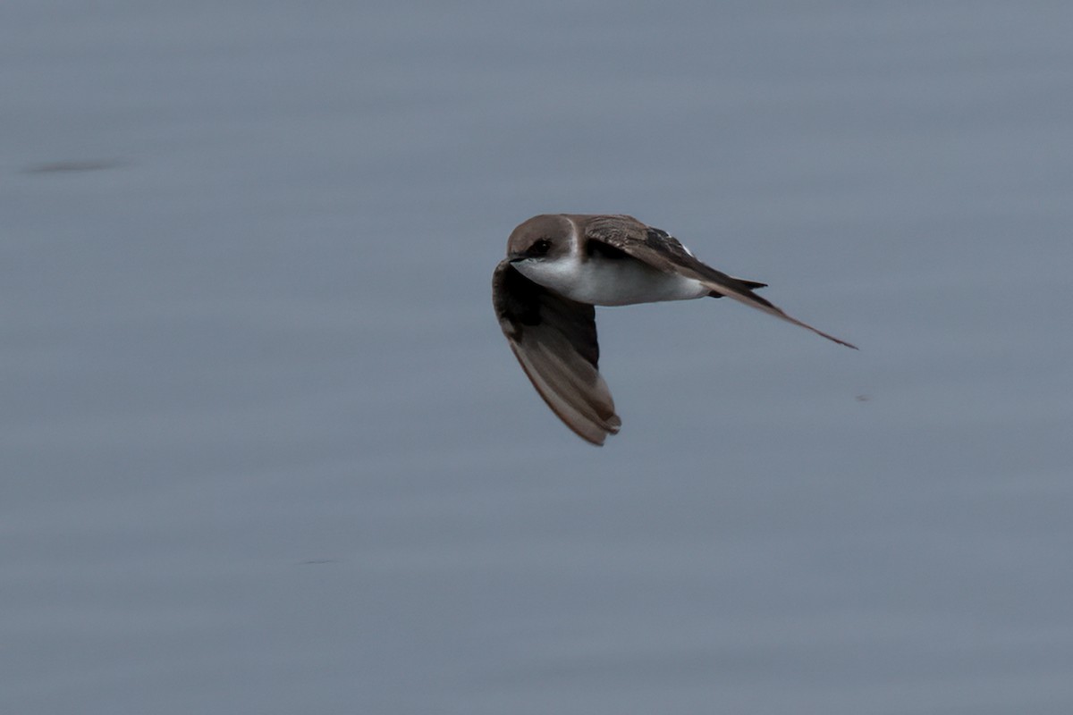 Tree Swallow - ML624198537