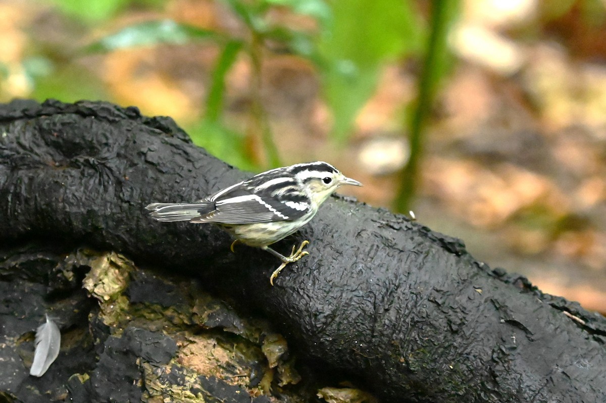 Black-and-white Warbler - ML624198538