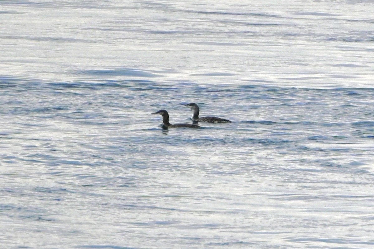 Red-throated Loon - ML624198539