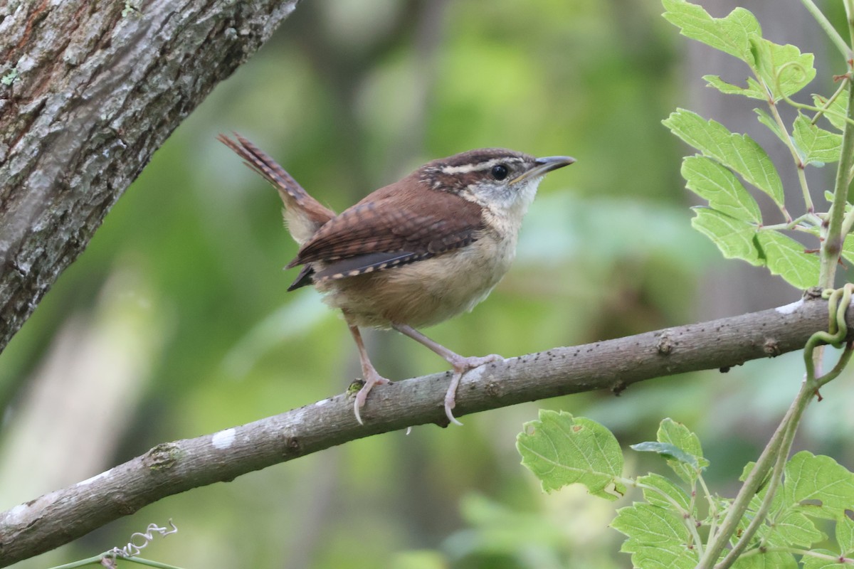 Carolina Wren - ML624198540