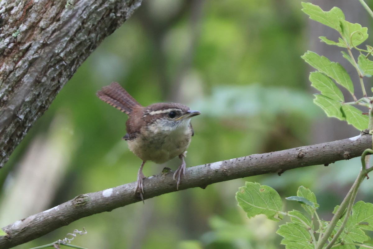 Carolina Wren - ML624198541