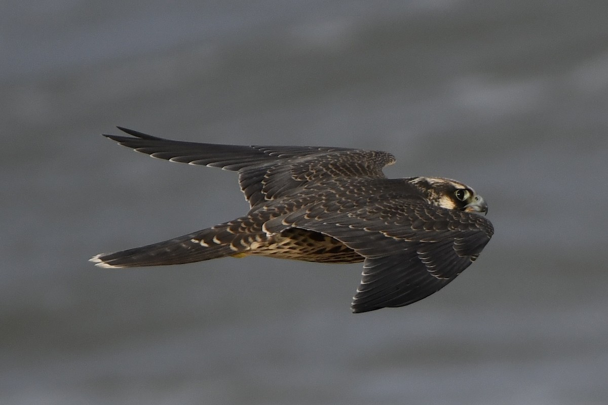 Peregrine Falcon - ML624198542