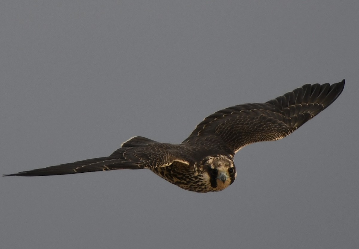 Peregrine Falcon - ML624198543