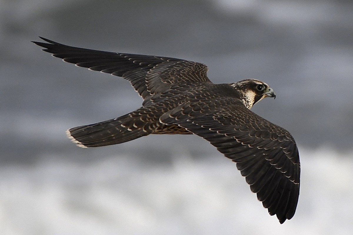 Peregrine Falcon - ML624198544