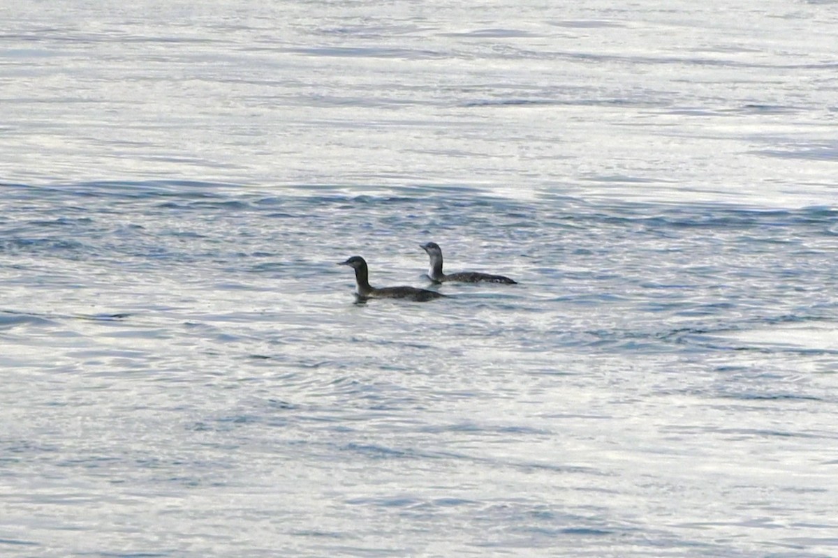 Red-throated Loon - ML624198545