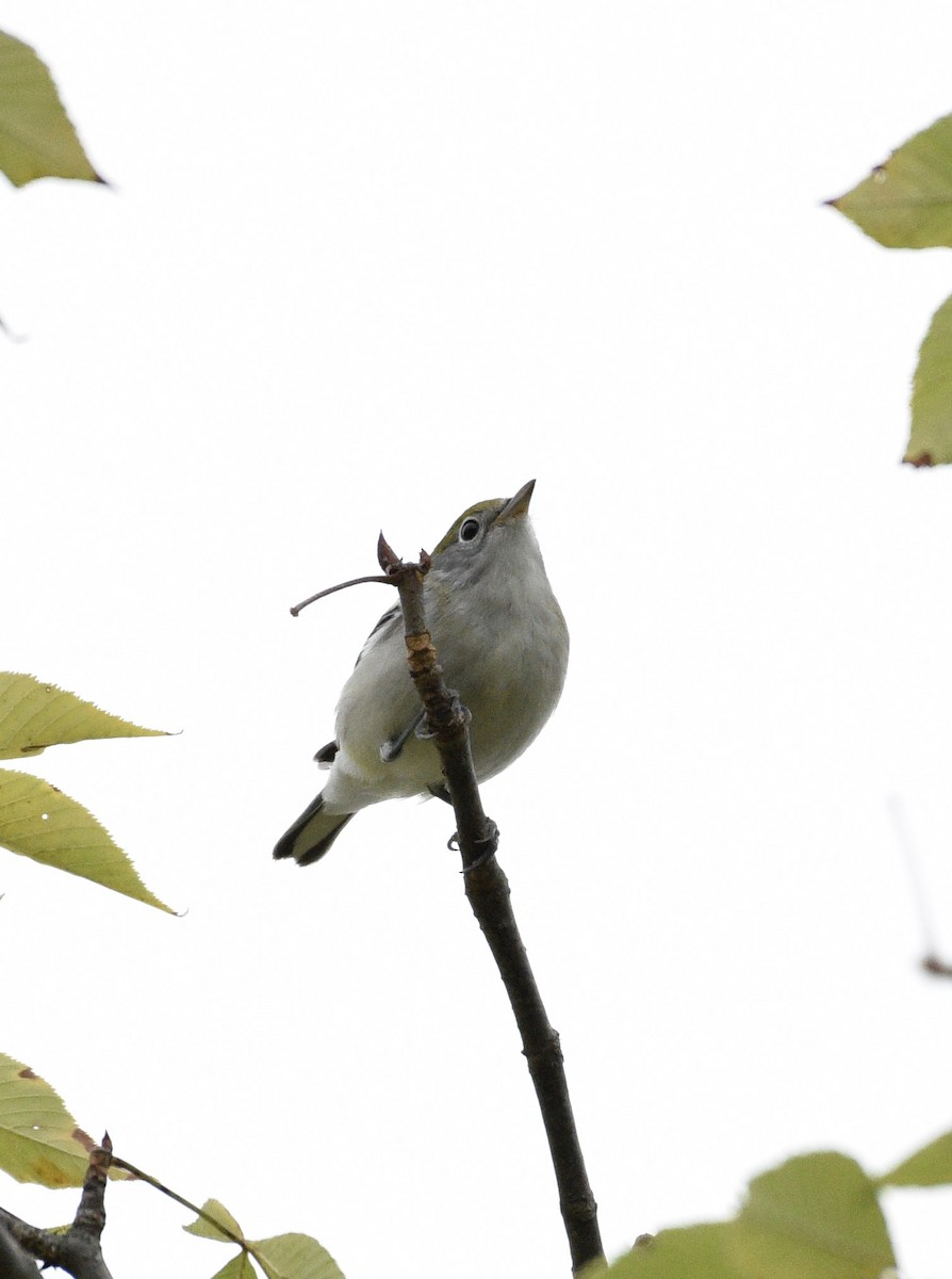 Chestnut-sided Warbler - ML624198546