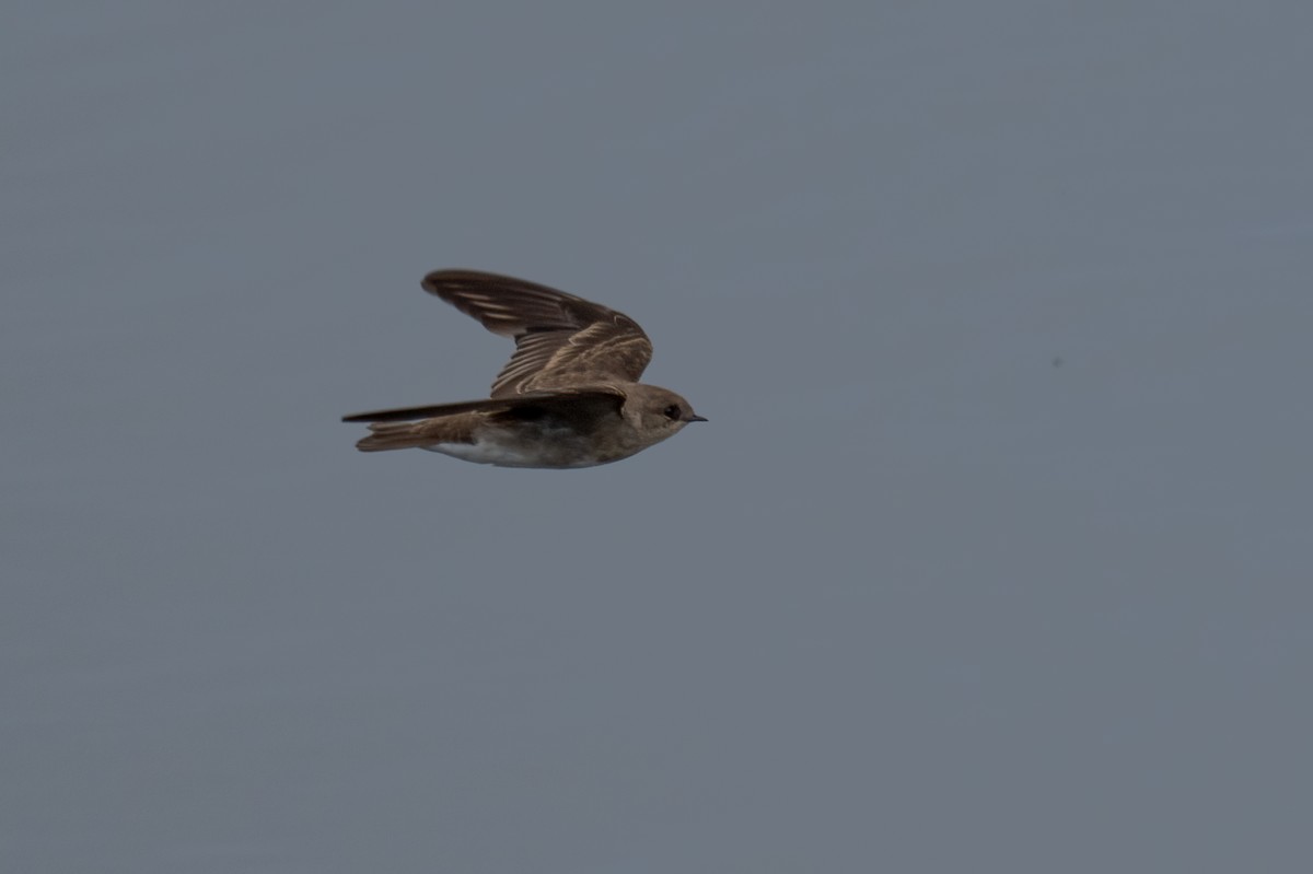 Northern Rough-winged Swallow - ML624198548