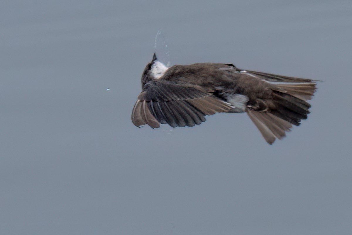 Northern Rough-winged Swallow - ML624198549