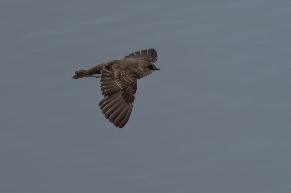 Northern Rough-winged Swallow - ML624198550