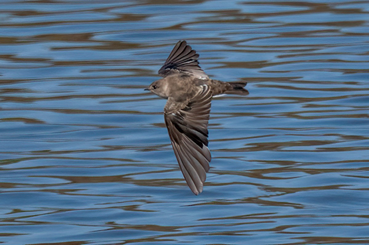 Northern Rough-winged Swallow - ML624198551