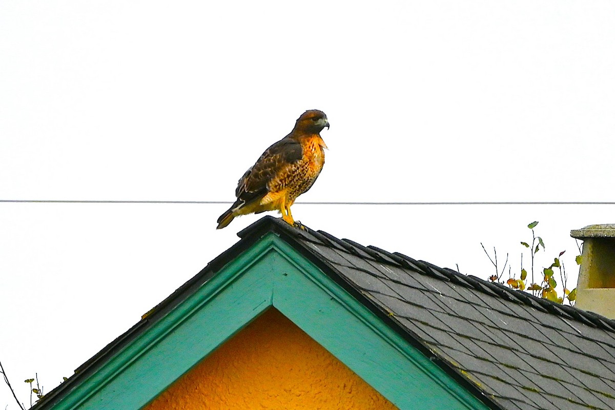 Red-tailed Hawk - ML624198552