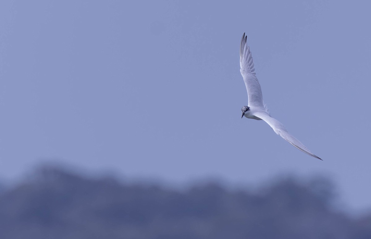 Australian Tern - ML624198553