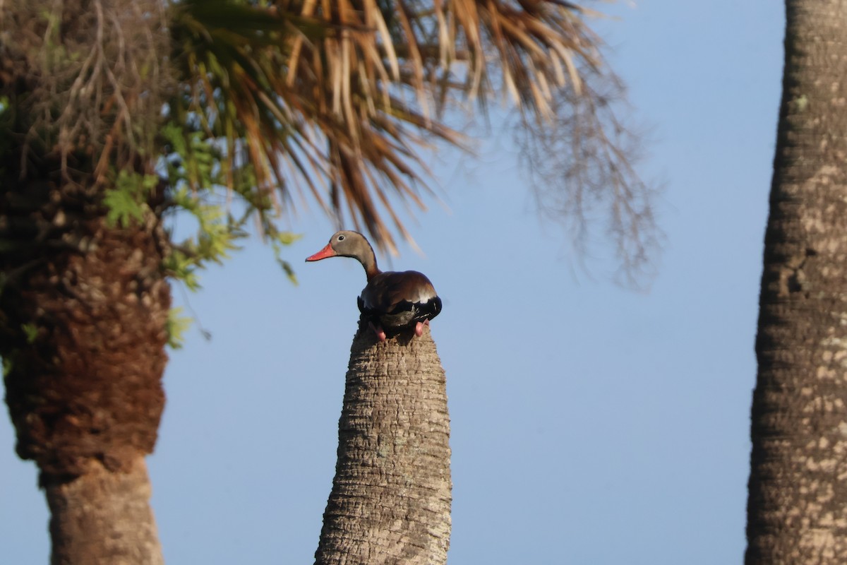 Black-bellied Whistling-Duck - ML624198554