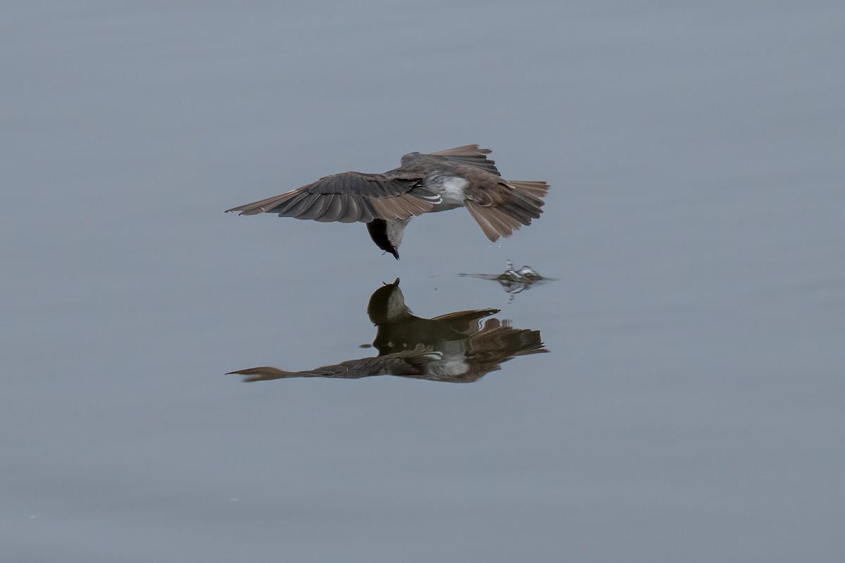 Northern Rough-winged Swallow - ML624198555