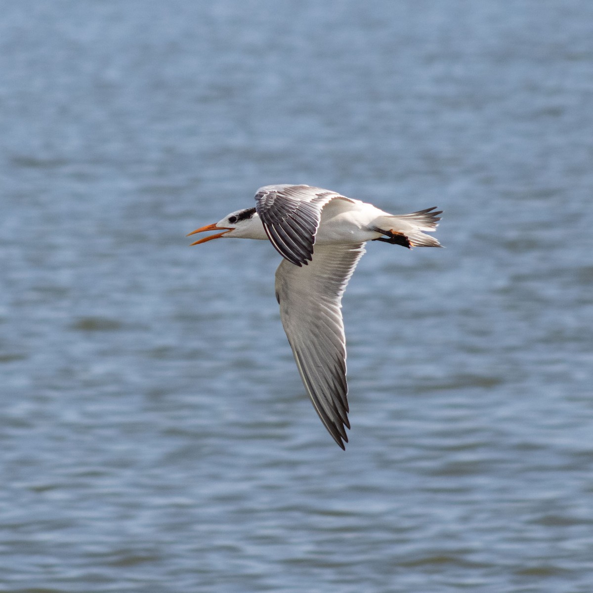 Royal Tern - ML624198557