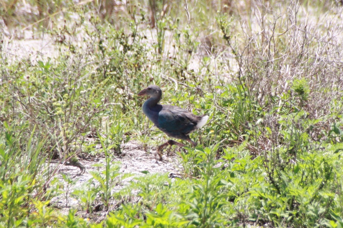 Gray-headed Swamphen - ML624198559