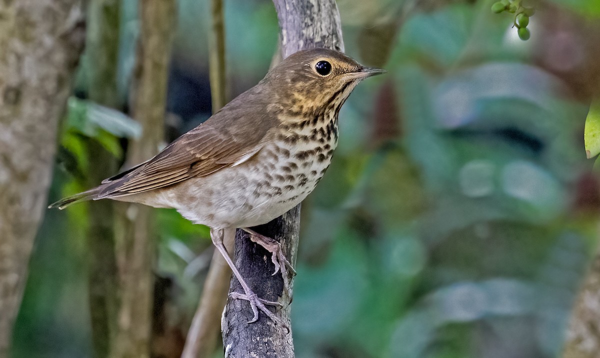 Swainson's Thrush - ML624198565