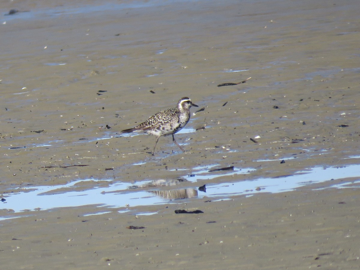 American Golden-Plover - Pablo CP