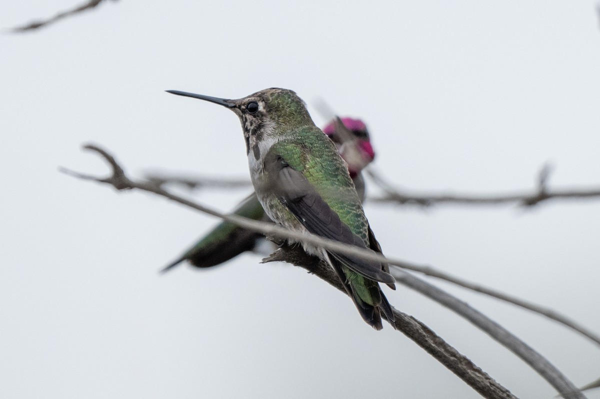 Colibrí de Anna - ML624198608