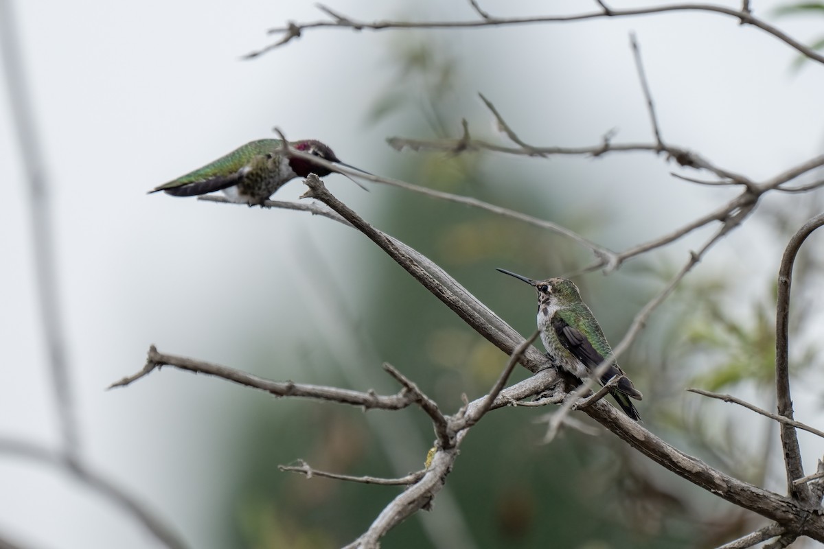 Colibrí de Anna - ML624198609