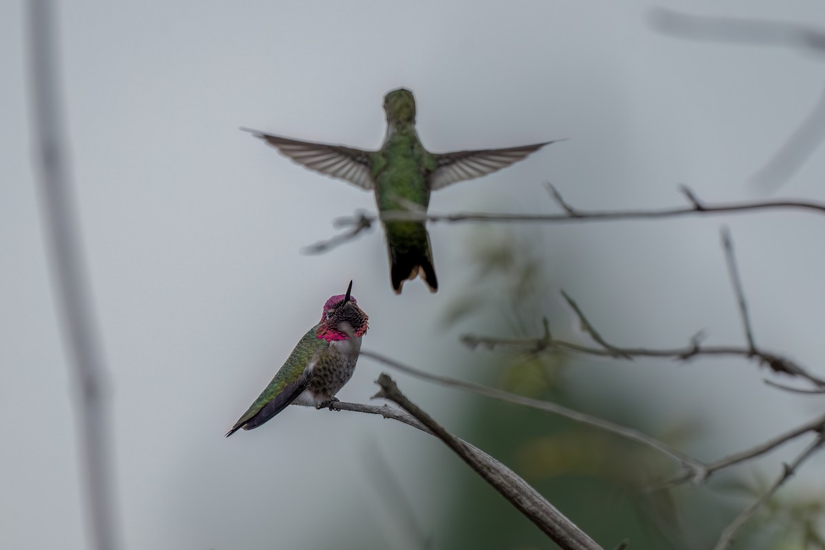 Colibrí de Anna - ML624198610