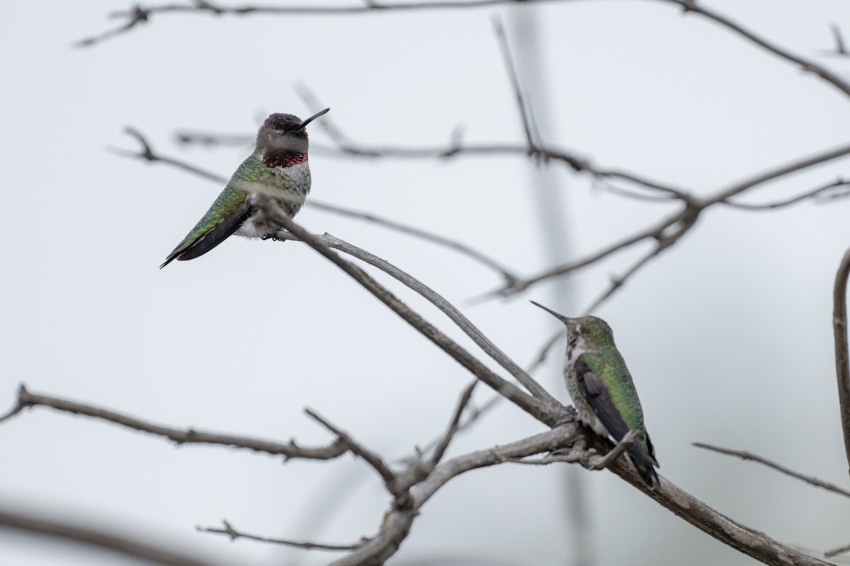 Colibrí de Anna - ML624198611