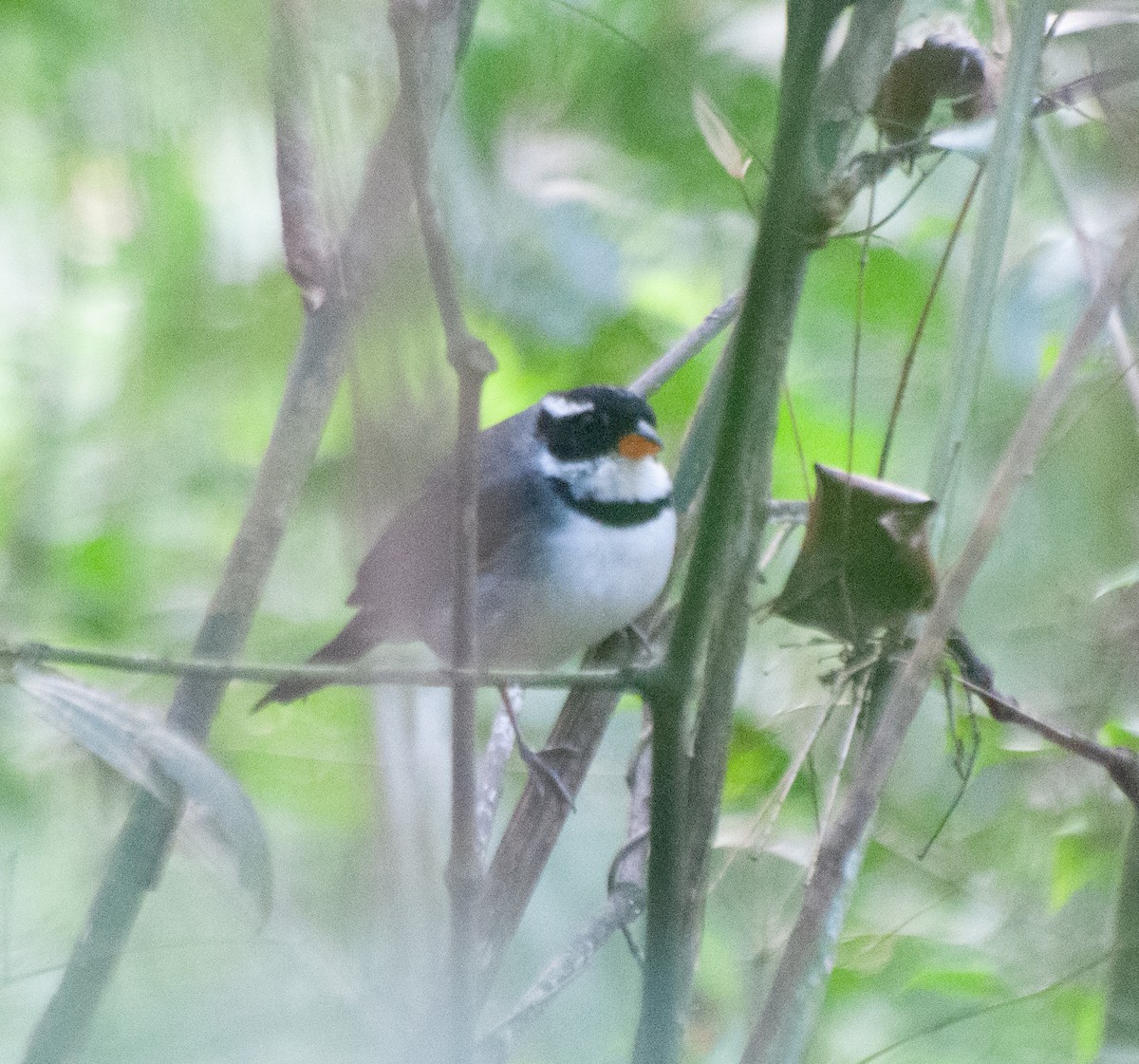 Saffron-billed Sparrow (Gray-backed) - ML624198614