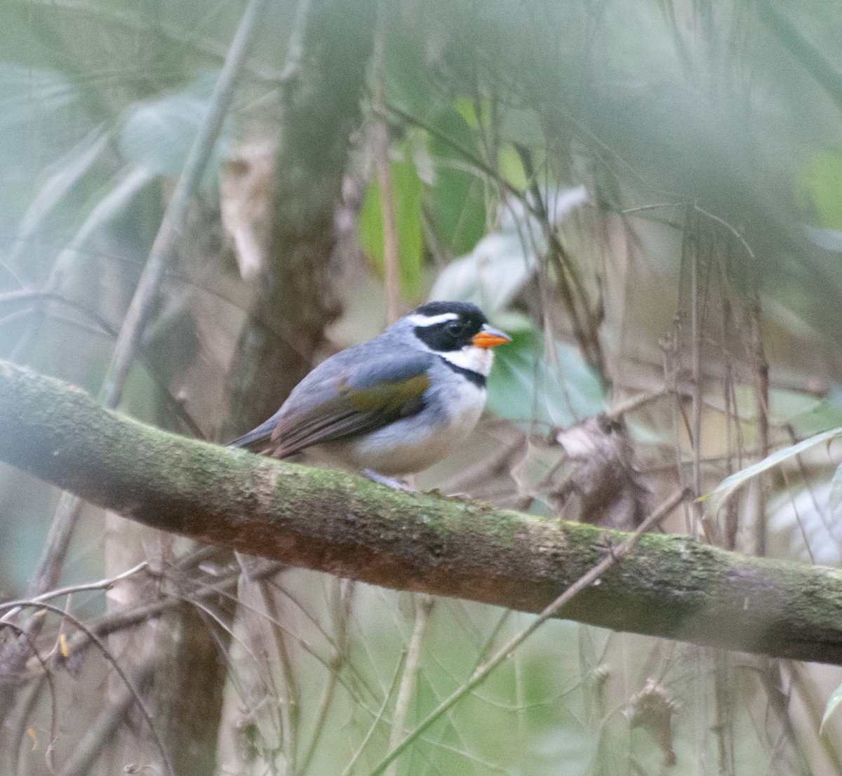 Saffron-billed Sparrow (Gray-backed) - ML624198615