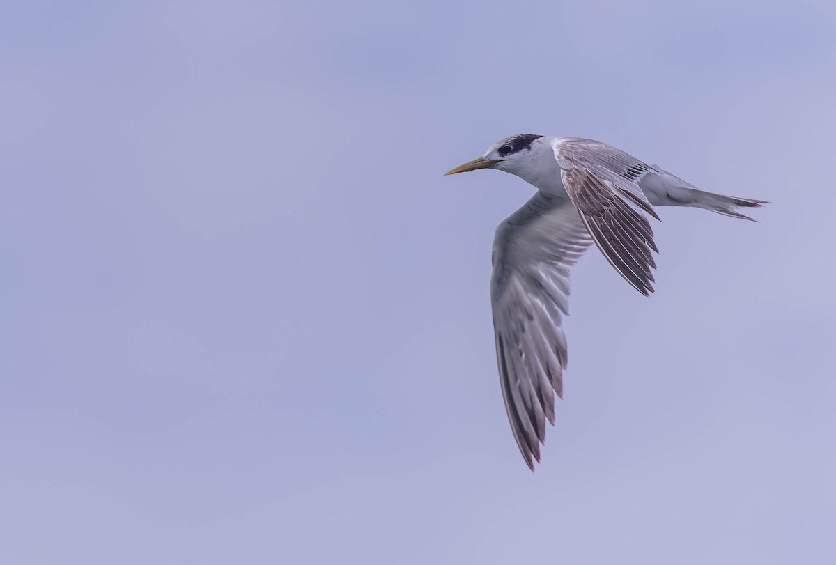 Great Crested Tern - ML624198632