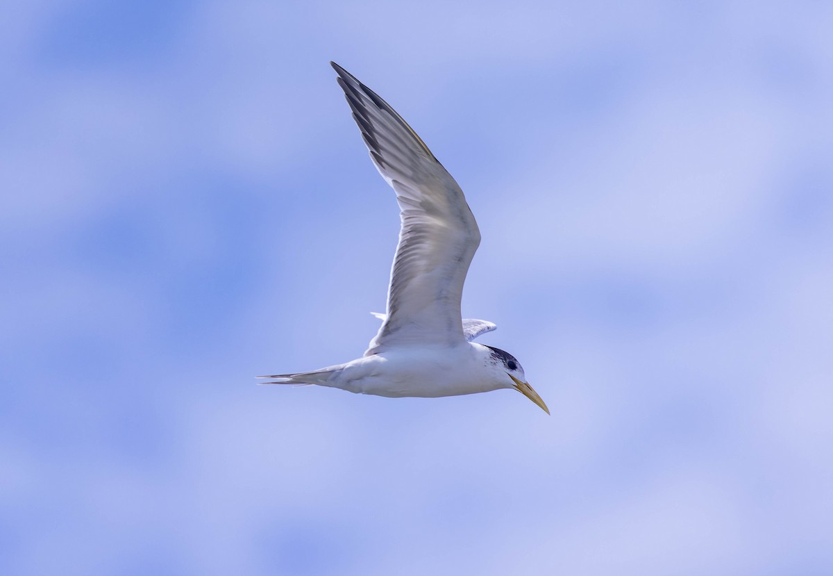 Great Crested Tern - ML624198633