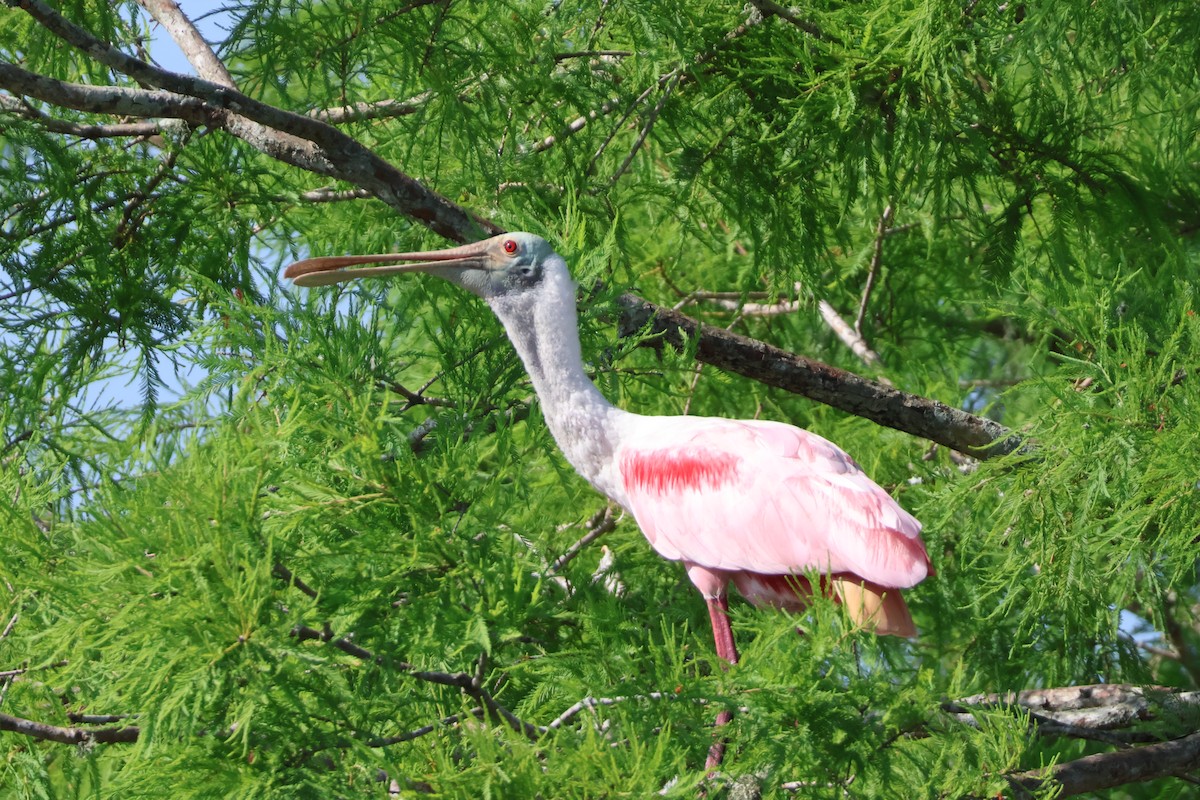 Roseate Spoonbill - Julia Nadeau Gneckow