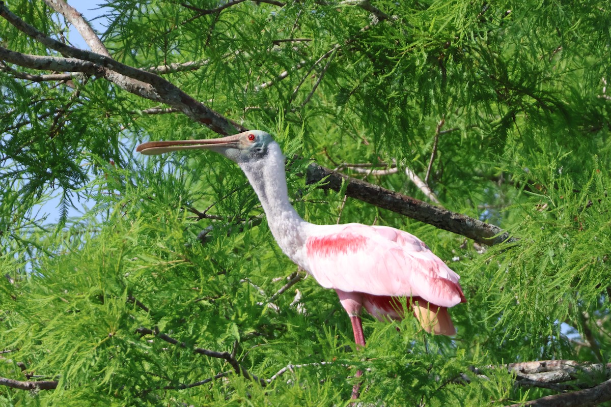 Roseate Spoonbill - Julia Nadeau Gneckow